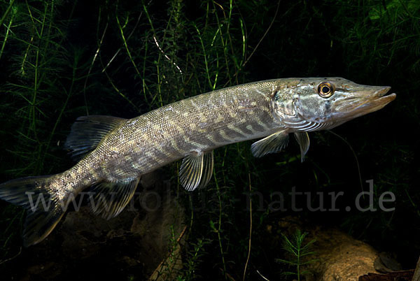 Hecht (Esox lucius)