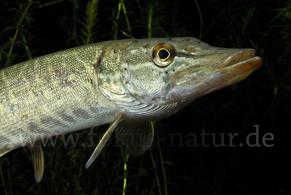 Hecht (Esox lucius)