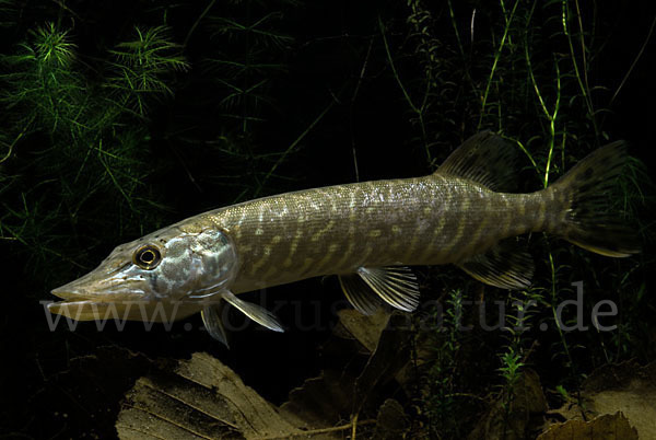 Hecht (Esox lucius)