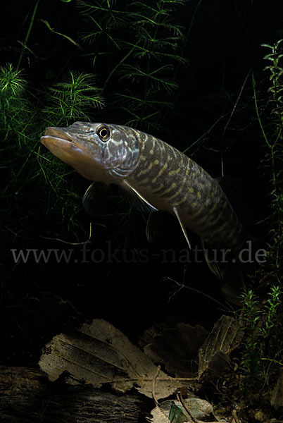 Hecht (Esox lucius)