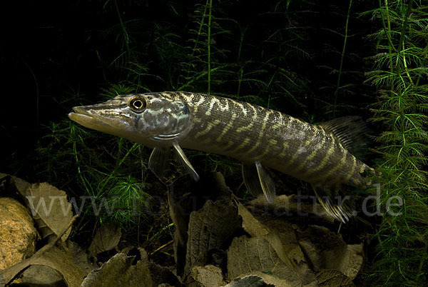 Hecht (Esox lucius)