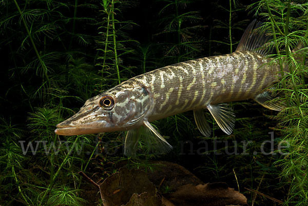 Hecht (Esox lucius)