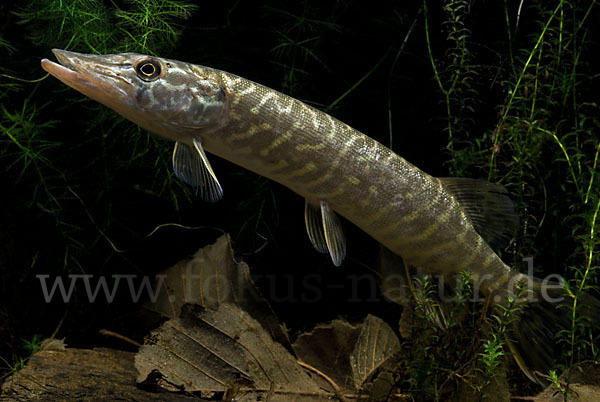 Hecht (Esox lucius)