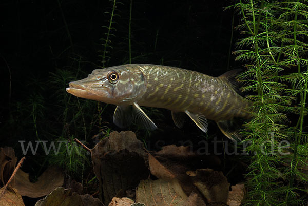 Hecht (Esox lucius)