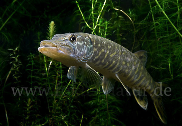 Hecht (Esox lucius)