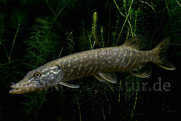 Hecht (Esox lucius)