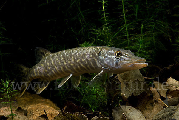 Hecht (Esox lucius)