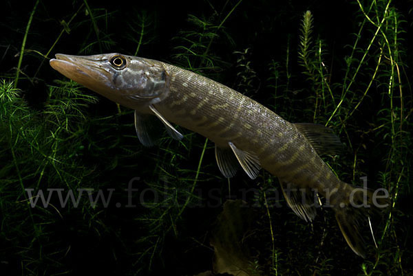 Hecht (Esox lucius)