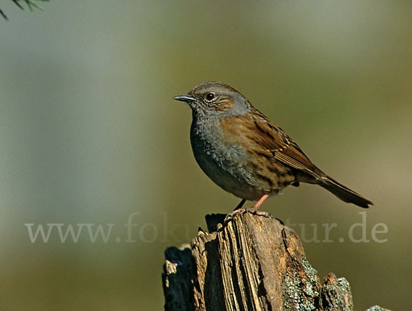 Heckenbraunelle (Prunella modularis)