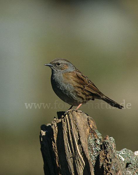 Heckenbraunelle (Prunella modularis)