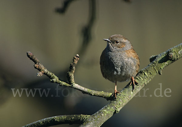 Heckenbraunelle (Prunella modularis)