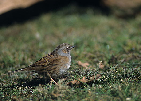 Heckenbraunelle (Prunella modularis)