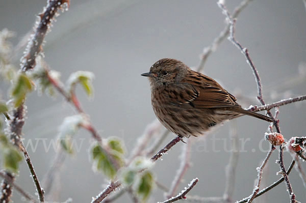 Heckenbraunelle (Prunella modularis)