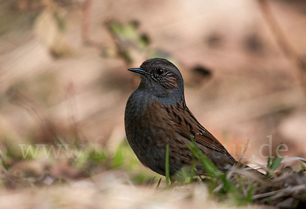 Heckenbraunelle (Prunella modularis)