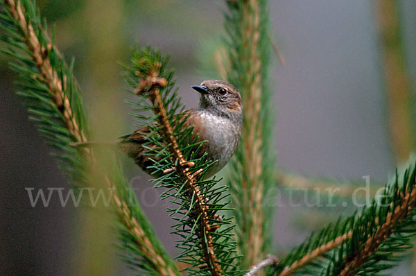 Heckenbraunelle (Prunella modularis)