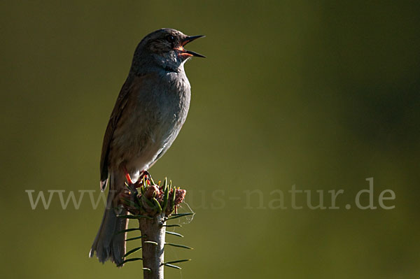 Heckenbraunelle (Prunella modularis)