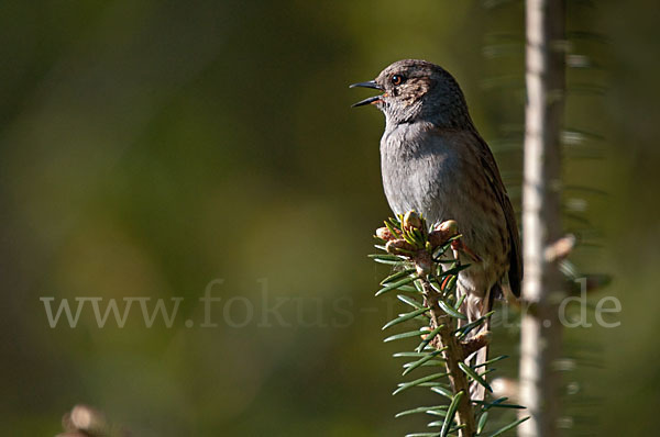 Heckenbraunelle (Prunella modularis)