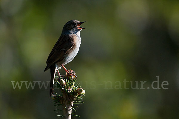 Heckenbraunelle (Prunella modularis)