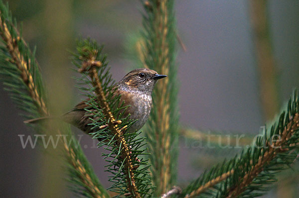 Heckenbraunelle (Prunella modularis)