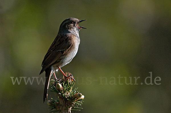 Heckenbraunelle (Prunella modularis)