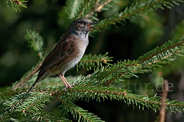 Heckenbraunelle (Prunella modularis)