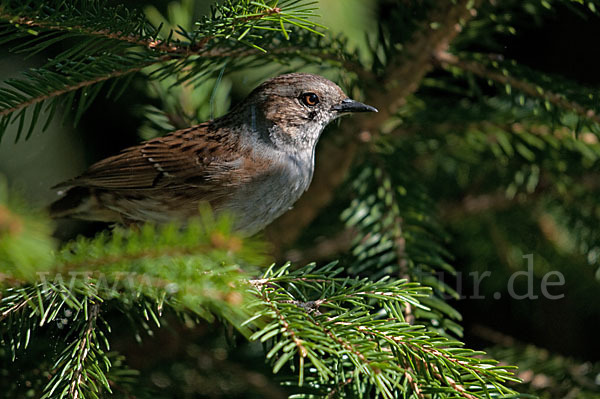 Heckenbraunelle (Prunella modularis)