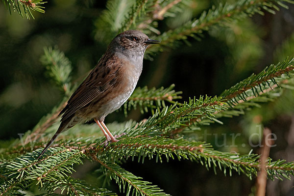 Heckenbraunelle (Prunella modularis)