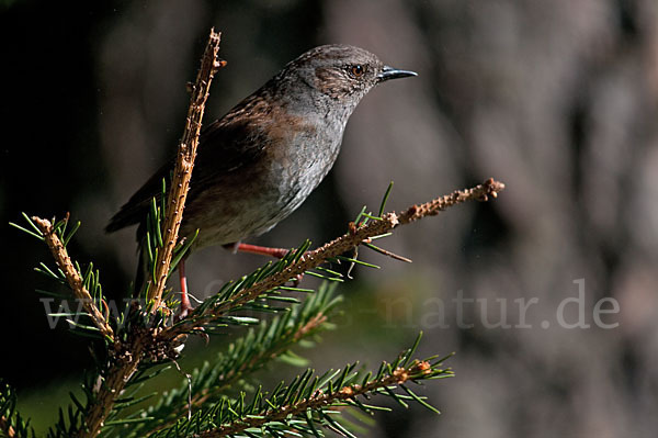 Heckenbraunelle (Prunella modularis)