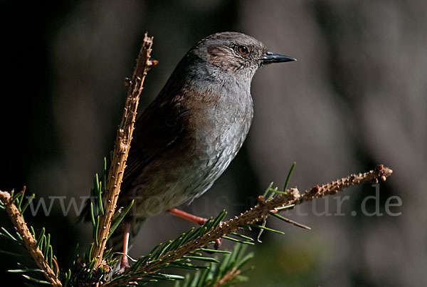 Heckenbraunelle (Prunella modularis)