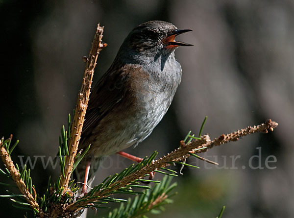 Heckenbraunelle (Prunella modularis)