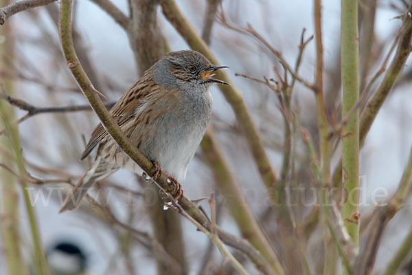 Heckenbraunelle (Prunella modularis)