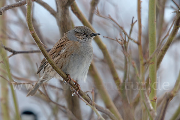 Heckenbraunelle (Prunella modularis)