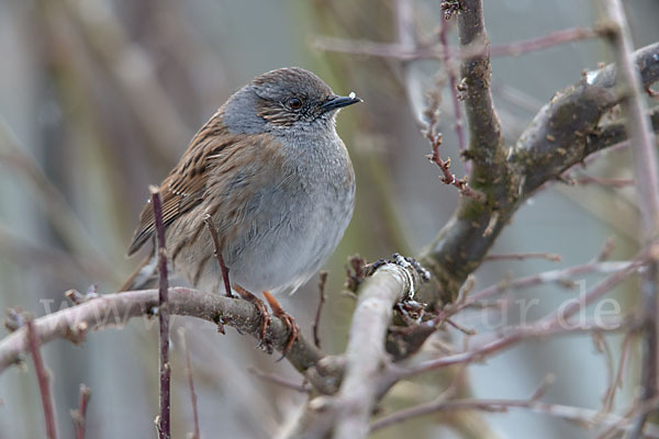 Heckenbraunelle (Prunella modularis)