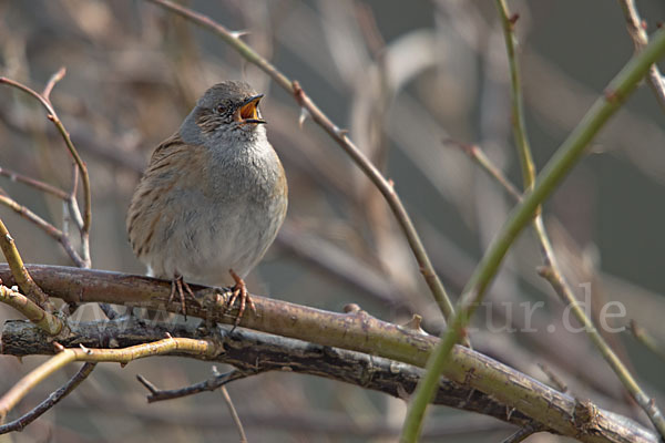 Heckenbraunelle (Prunella modularis)