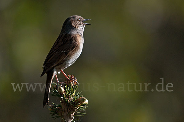 Heckenbraunelle (Prunella modularis)