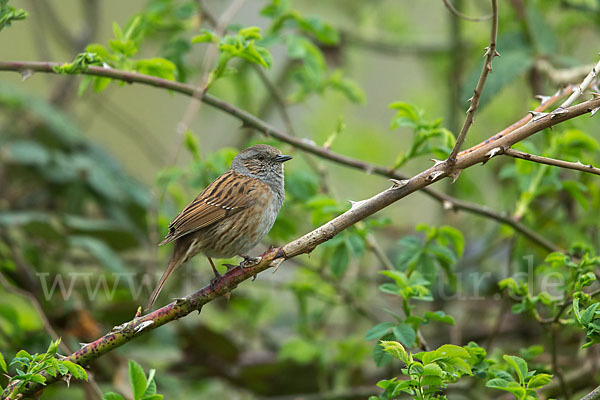 Heckenbraunelle (Prunella modularis)