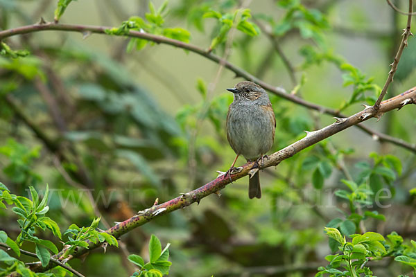 Heckenbraunelle (Prunella modularis)