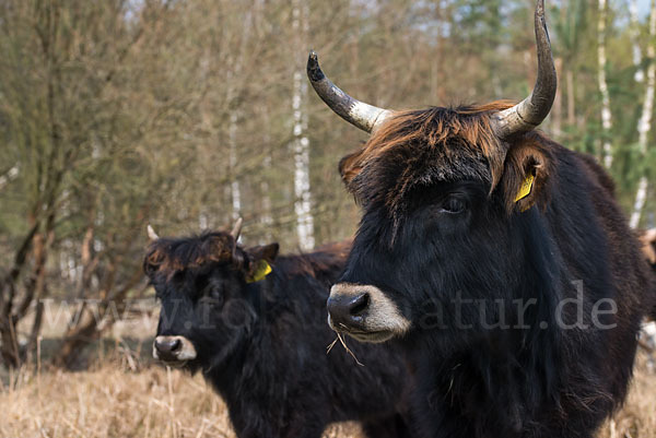 Heckrind (Bos taurus taurus)