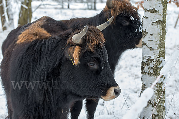 Heckrind (Bos taurus taurus)