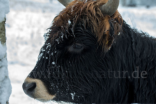 Heckrind (Bos taurus taurus)