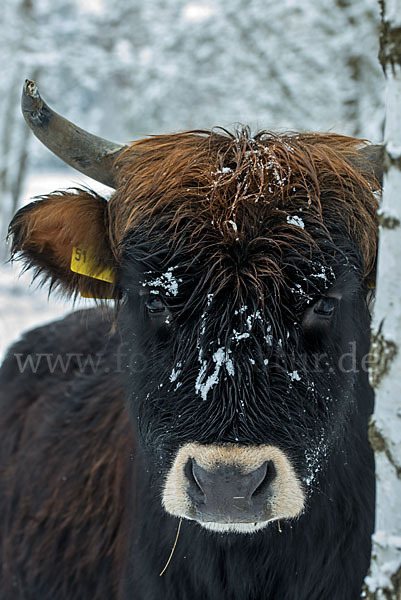 Heckrind (Bos taurus taurus)