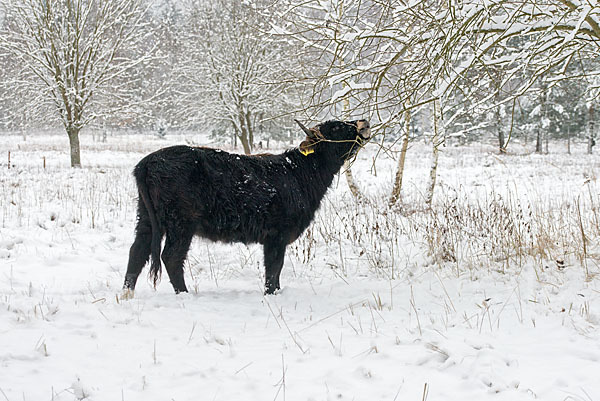 Heckrind (Bos taurus taurus)