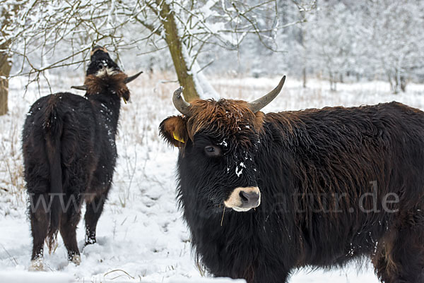 Heckrind (Bos taurus taurus)