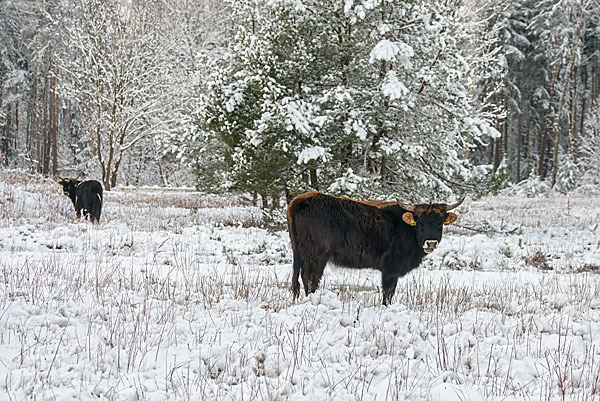 Heckrind (Bos taurus taurus)