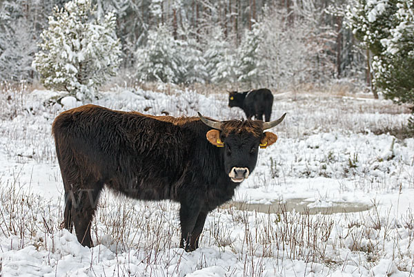 Heckrind (Bos taurus taurus)