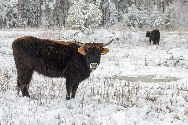 Heckrind (Bos taurus taurus)