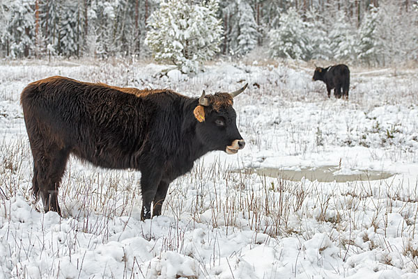 Heckrind (Bos taurus taurus)