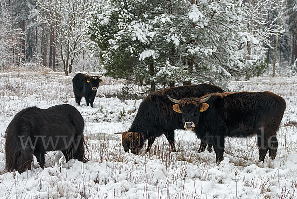 Heckrind (Bos taurus taurus)