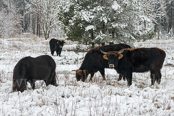 Heckrind (Bos taurus taurus)