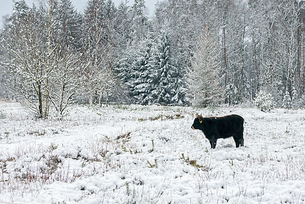 Heckrind (Bos taurus taurus)